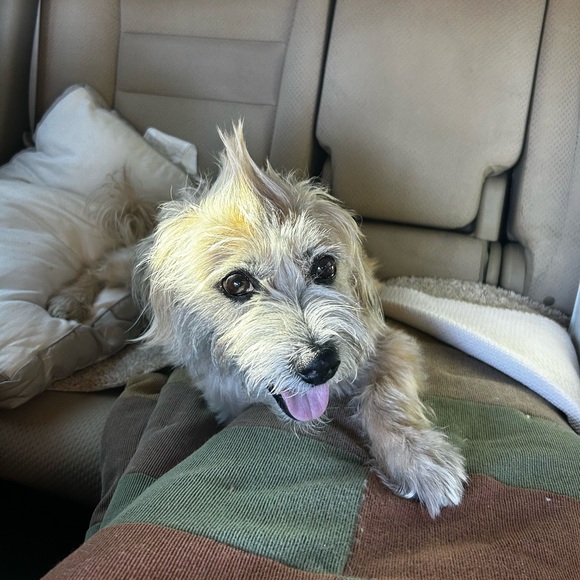 Meet your Posher, Tracy - Picture 9 of 12